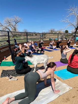 Arvada Goat Yoga