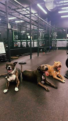 The Dogg Pound Gym