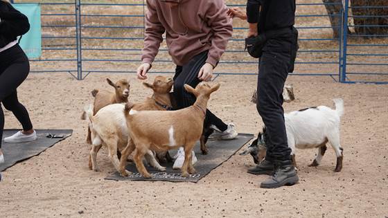 Rocky Mountain Goat Yoga, LLC